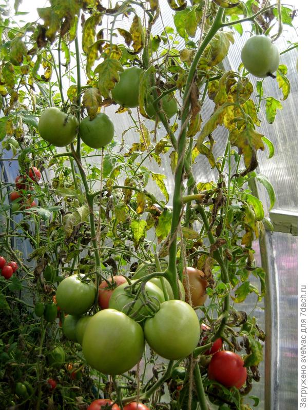 А так страшно выглядят все остальные, есть и хуже кусты.