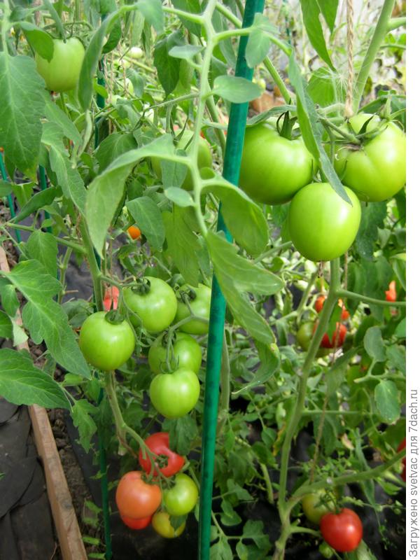 Боярин от "Поиска"