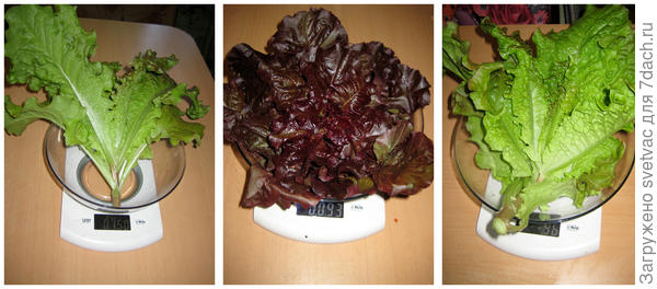 Сколько весит салат. Вес листьев салата. Салатный лист, вес. Салат листовой вес. Вес листа салата.