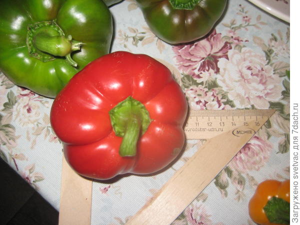 Плоды такие же крупные, как и в прошлом году, 10-11 см в диаметре, самые большие