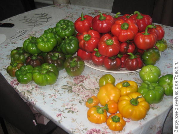 Перец сладкий Кулачок - урожай 25г. с 10 кустов. Это из семян, которые выбирала из самых крупных перцев. Девять кустов нормальные, красные. А десятый почему то желтым вырос! В рошлом году рядом Мистик рос, плоды у него желтые, но кубовидные были.  С ним что ли переопылился?