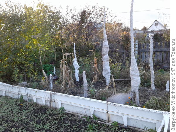 Так я укрыл их на зиму.