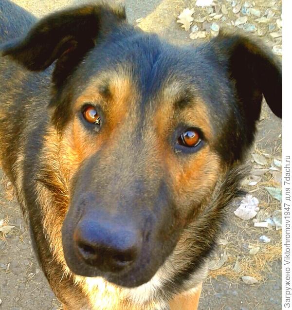 Я твой преданный друг!