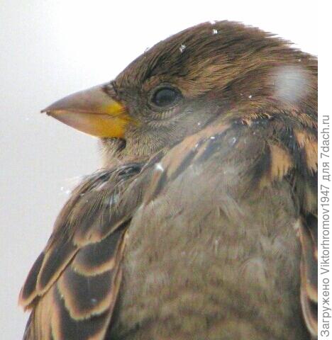 Грозный взгляд.Вырасту Орлом стану.
