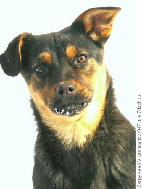 Приказывай!