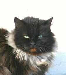 Разные,разные...вот пристали.Зато красивые!