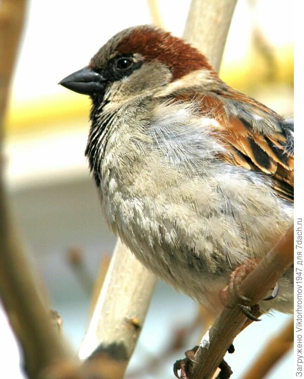 Всем,весеннего настроения!