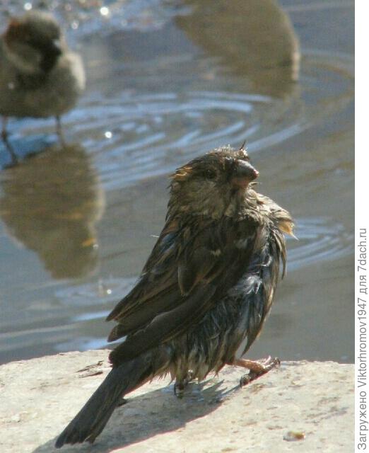 Смелый взгляд-Я искупался!