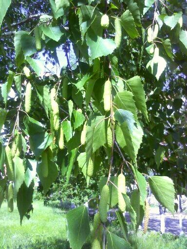 Скоро украсятся наши красавицы шикарными серёжками.