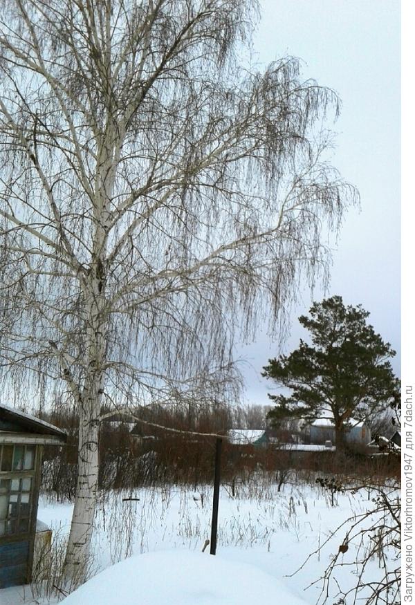 Две красавицы,берёзка и сосёнка в любое время года украшают дачный участок.