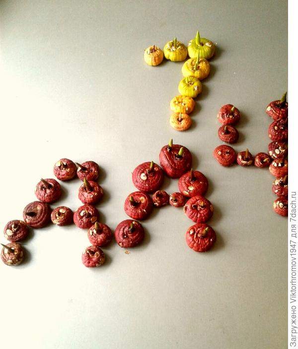 Разложил гладиолусы на проращивание,а получилось-смотри фото...