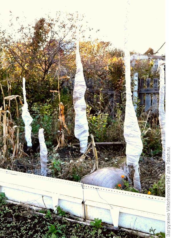 Вот так мы укутываем наш,пока ещё маленький колоновидный садик.Рядом с деревцем забиваем кол по уровню верхушки,привязываем боковые ветки вплотную к стволу и обматываем приготовленными лентами из агроволокна.Внизу дополнительно одеваем и углубляем в землю,разрезанные вдоль 1,5л.бутылки.Так спасаемся от мышей и морозов.