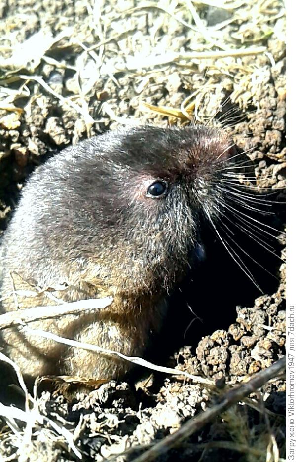 Как зовут эту пугливую красотку и что от неё можно ожидать?