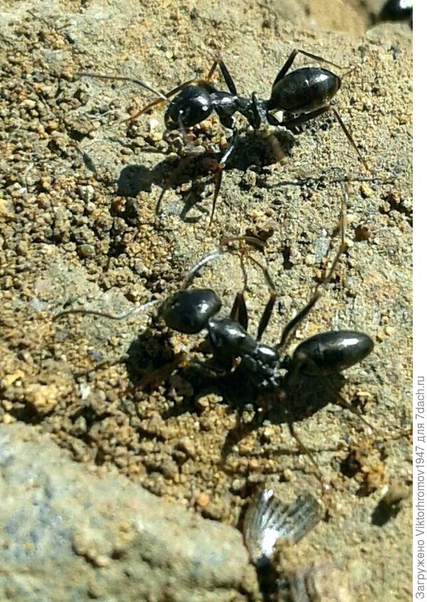 ГЛАДИАТОРЫ