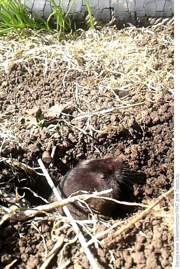 Кто это-друг или враг?