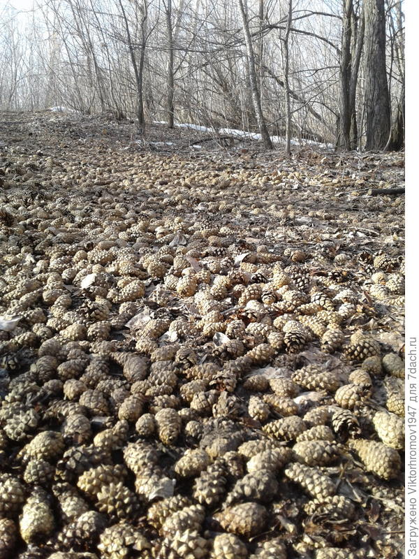 Жаль,что такие красивые дороги короткие,а запах неописать!