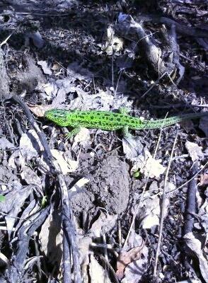 Я настоящий степной