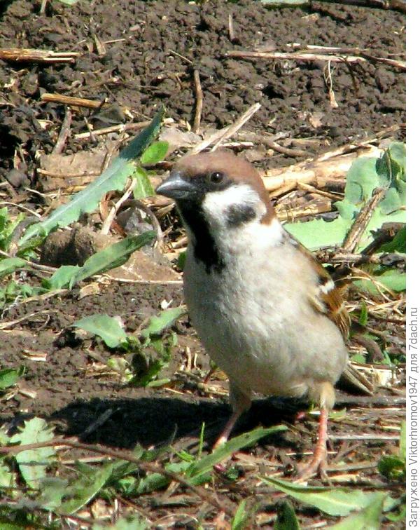 Самый хитрый воробышек.