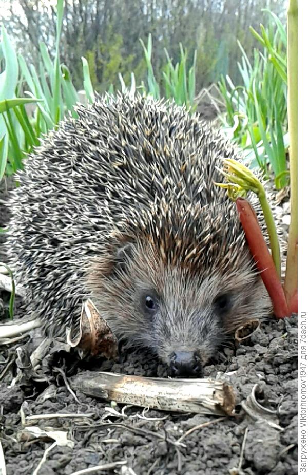 Видимо хозяин.