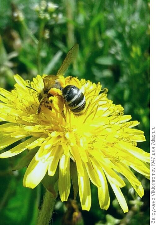 Я тоже опыляю!