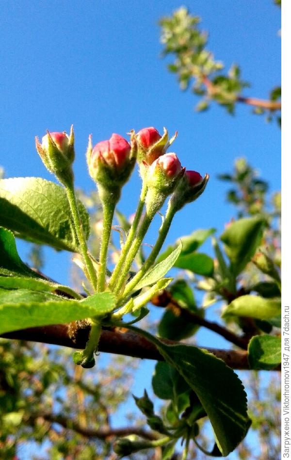 Первые бутончики.