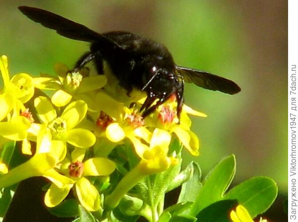 Страшный!Но красивый!