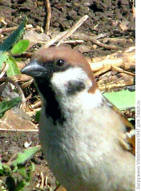 что там такое?