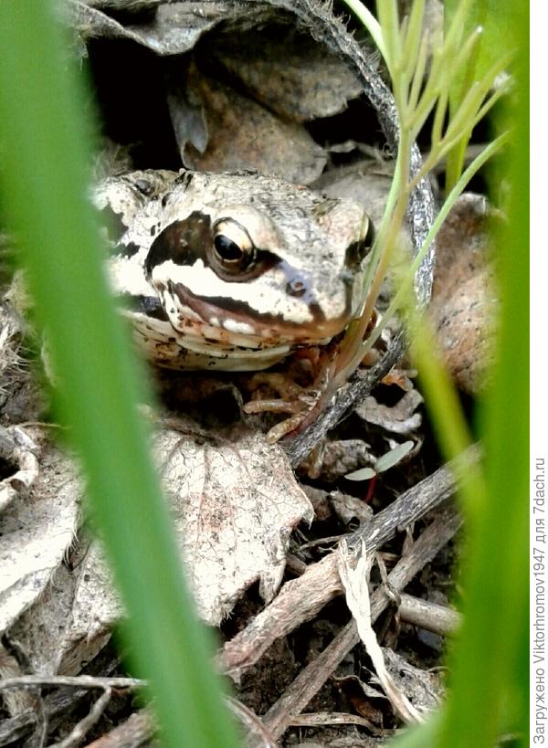 Не сразу заметишь эту красавицу.Недели две назад она (наверное)была светло жёлтого цвета.