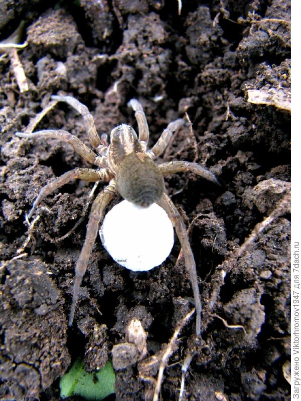 Жутко красивый.