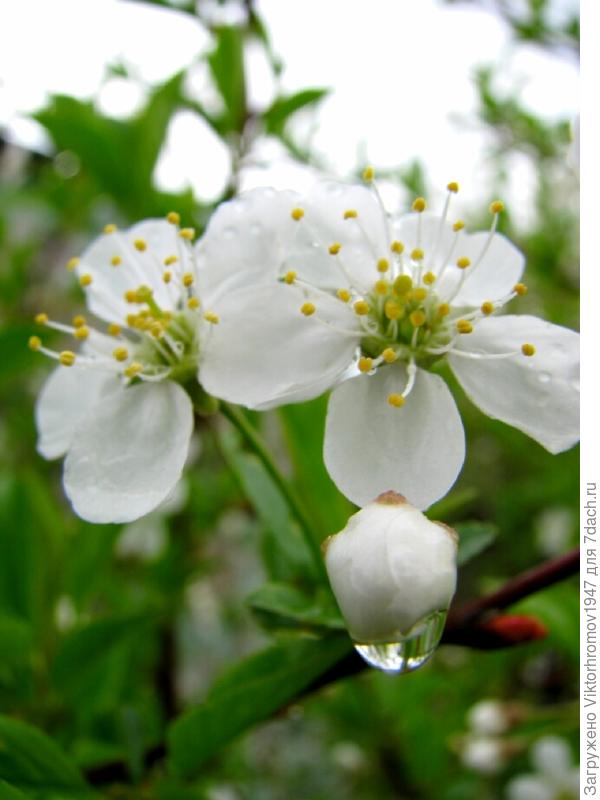 Пускай и у Вас будут слёзы только радости и счастья!