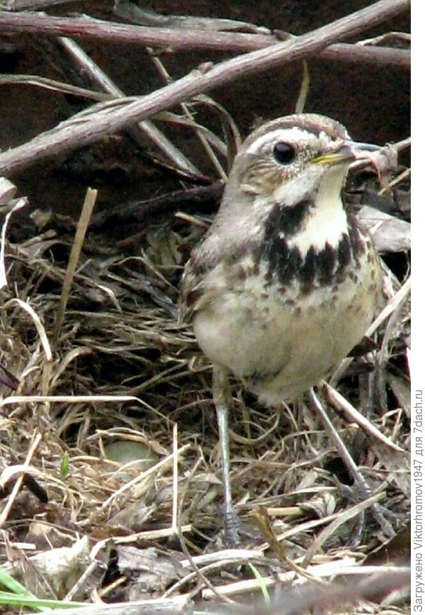 В гнезде 6 яичек.