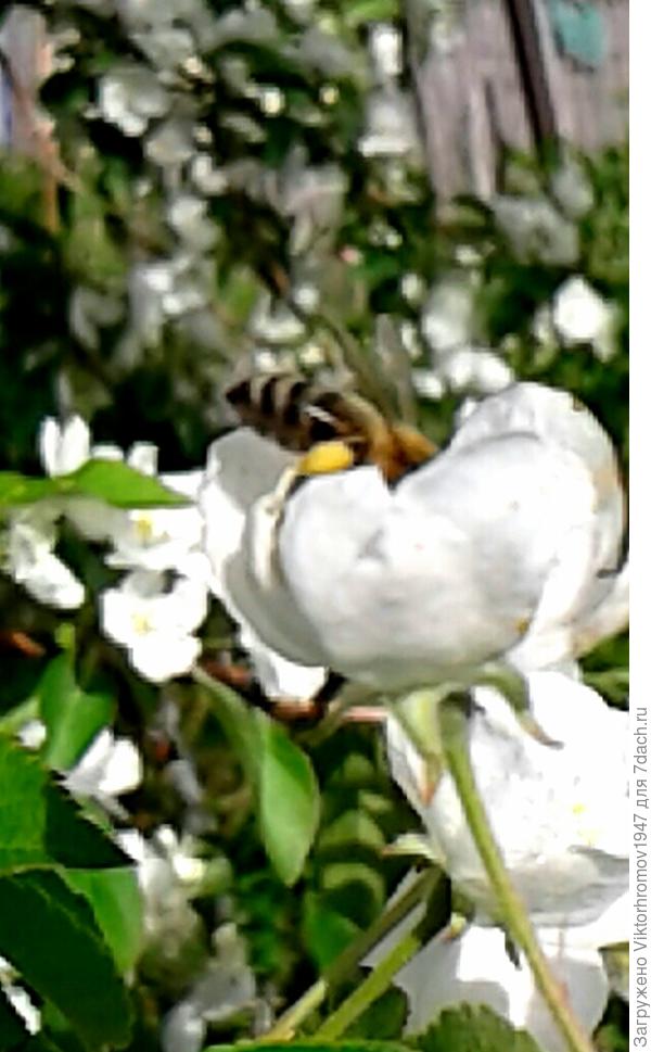 Утонула в нектаре.