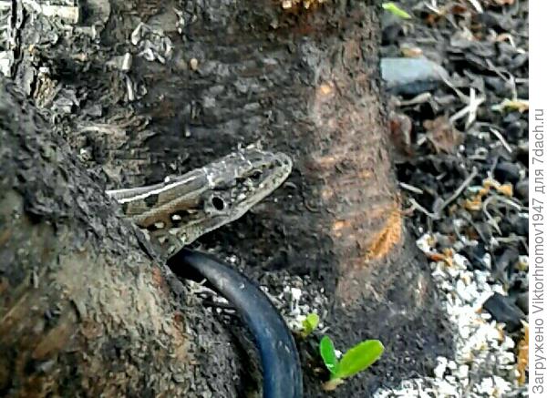 Кто меня побеспокоил?