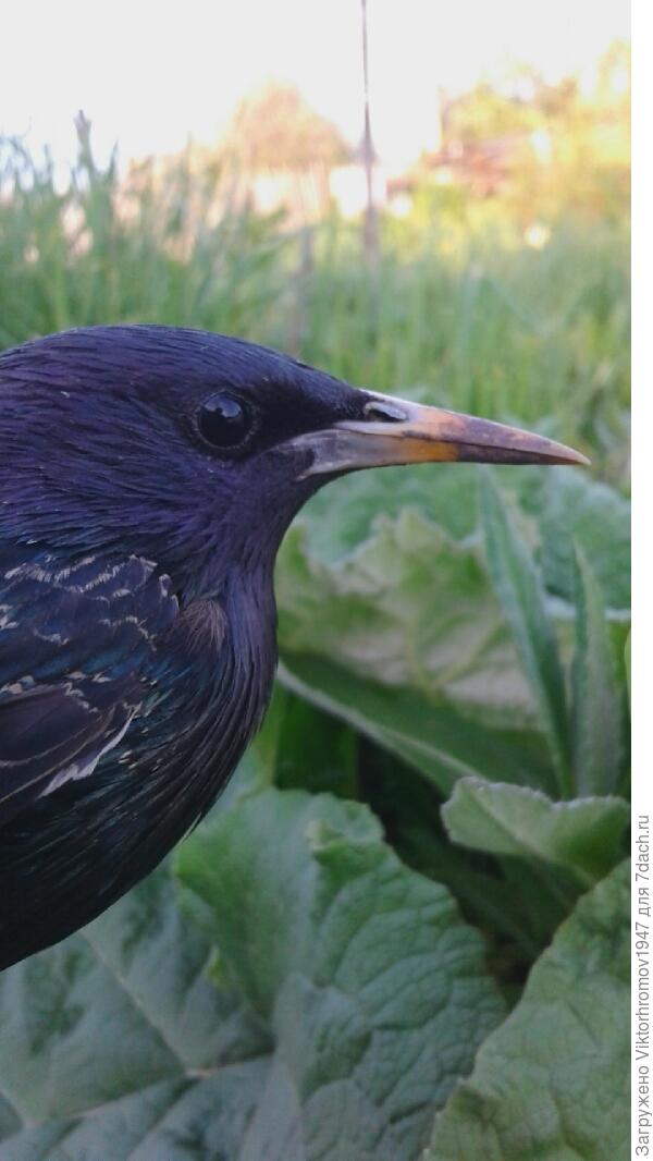 Могу клюнуть.