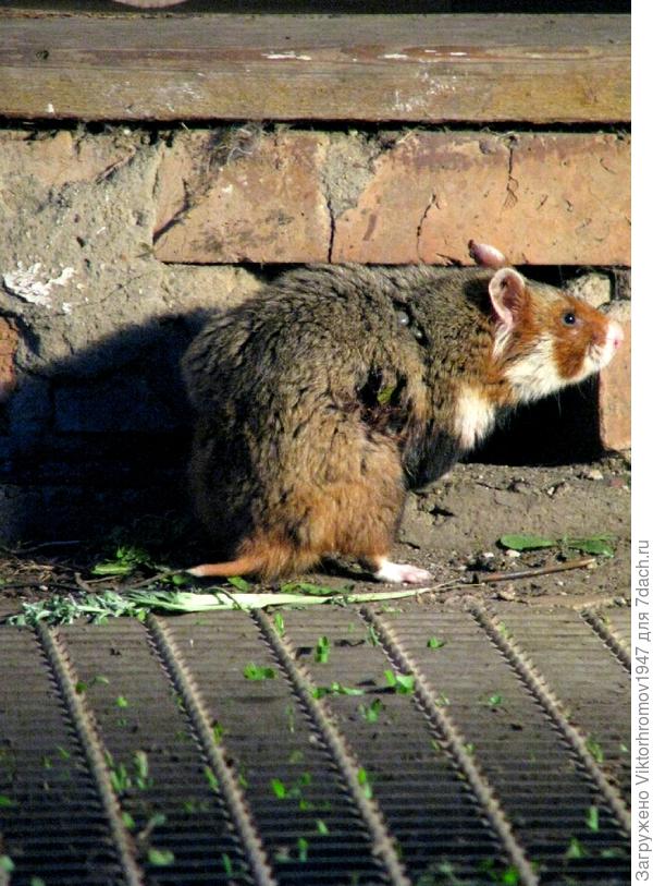 Где тут у вас кошки живут?