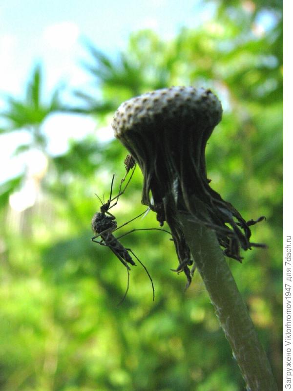 Ну...не кровопиец я.