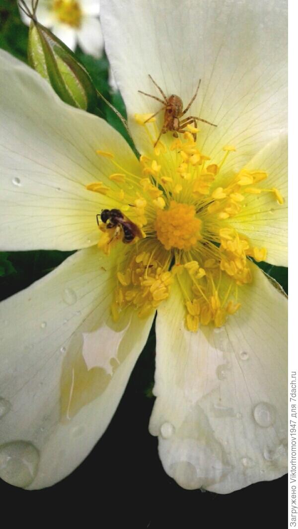 Не будем драться-всем хватит!