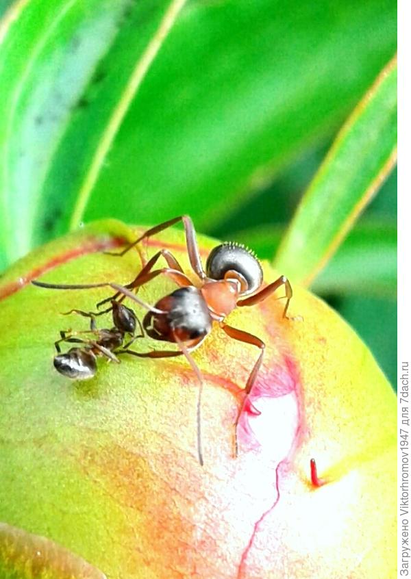 Видимо из другой касты или забрёл на чужую территорию.