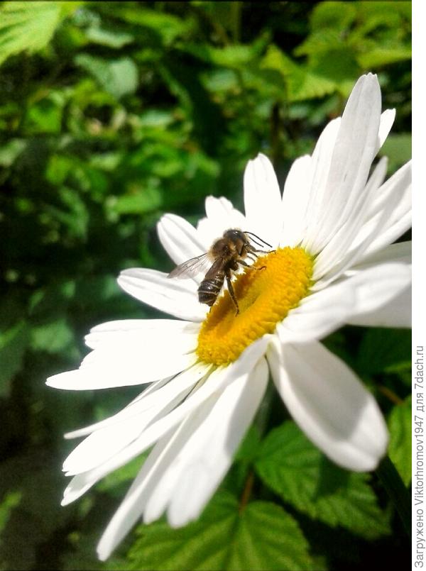 Красивый и удобный цветок Ромашка.