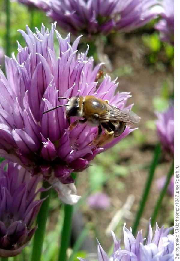 Повезло,очень много пыльцы.