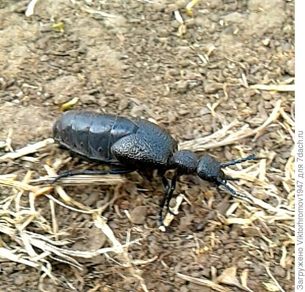 Меня нужно отпустить!У мня есть справка...Я из Красной книги.