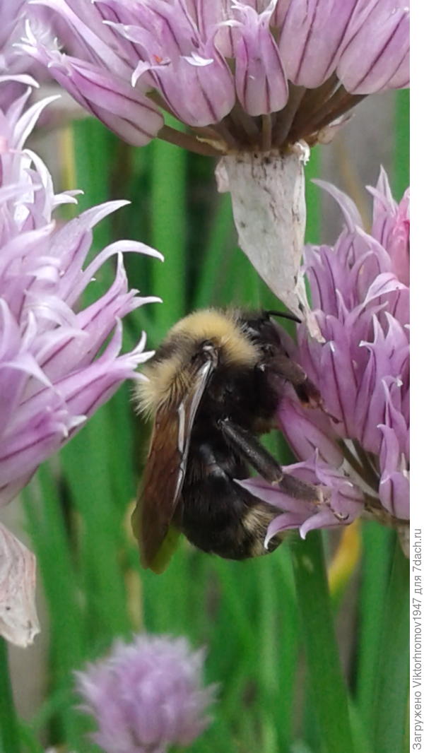 Если обидете...мало не покажется.