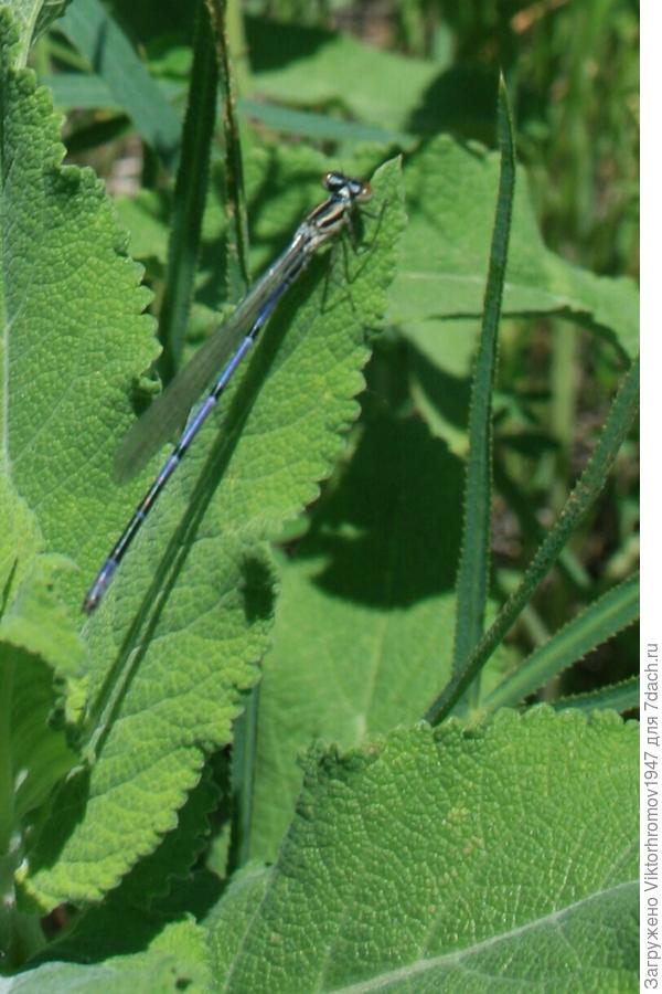 Значит пришёл капец комарам.