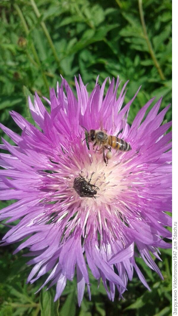 Кто рано встаёт...