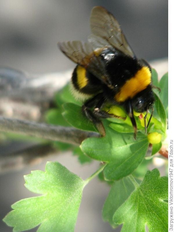 Нужно и пыльцу прихватить.