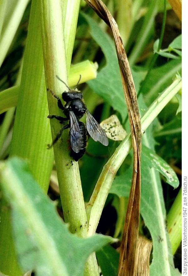 Зовут меня Андрена Магна я изКрасной книги.