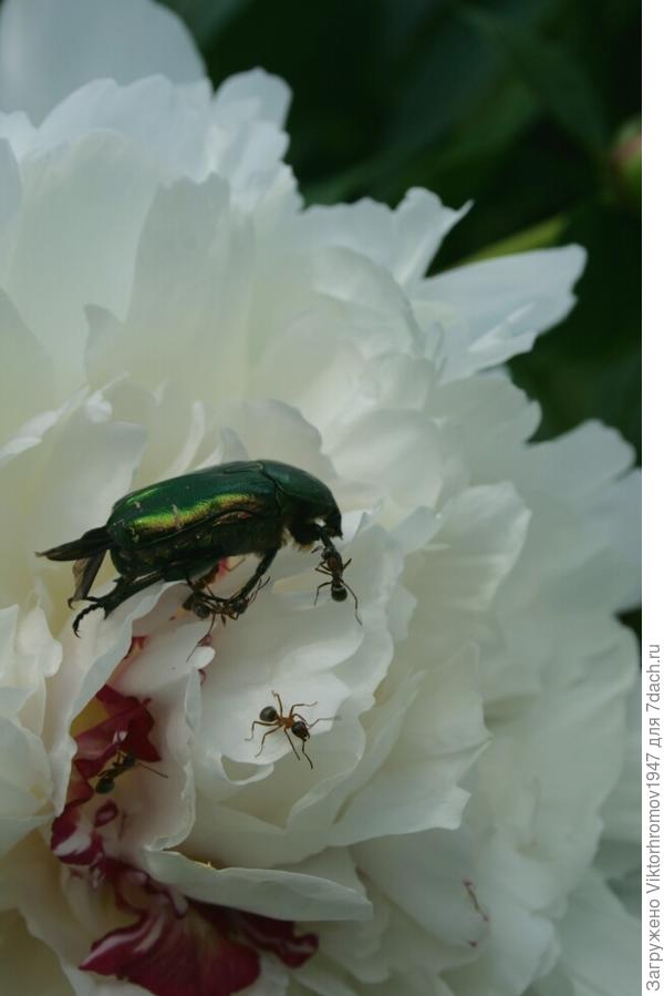 Дружба побеждает.