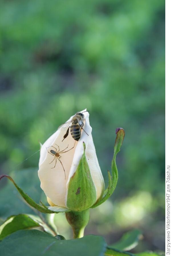 Роза ещё не раскрылась, а сладкий аромат  привлекает всех любителей мёда.