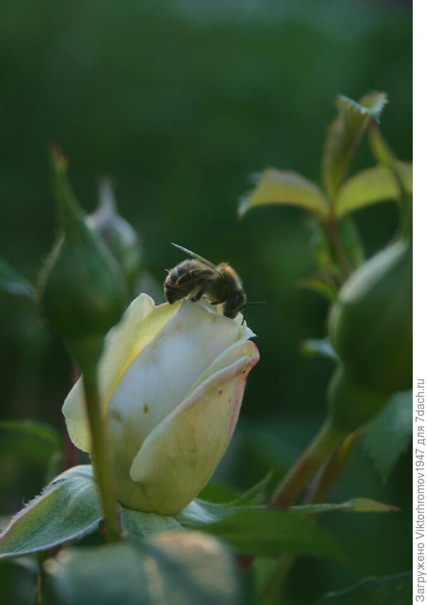 Первый ароматный бутончик.