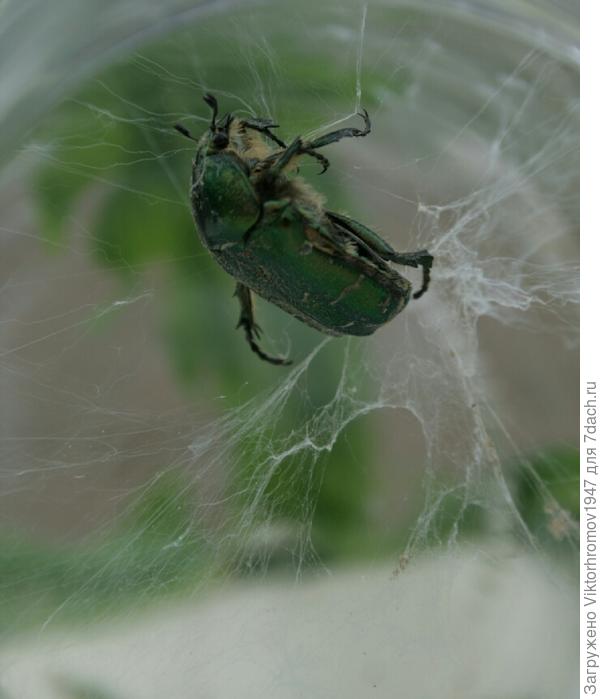Слава,слава паучку победителю...